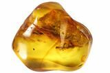 Detailed Fossil Spider (Aranea) In Baltic Amber #90863-2